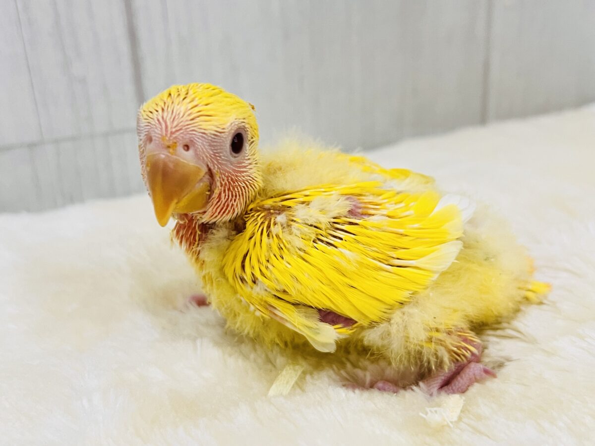 コザクラインコ（小桜インコ）