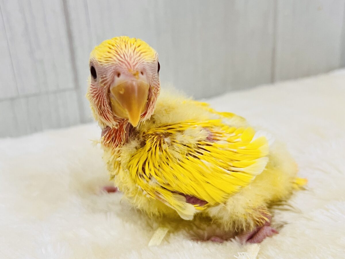 コザクラインコ（小桜インコ）