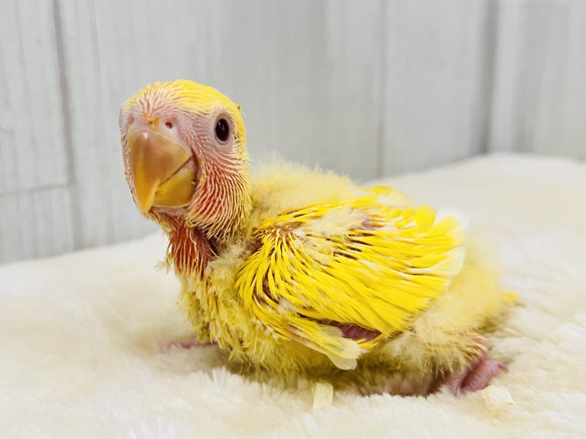 ピッカピカのぴよぴよ🎒💛小桜インコのルチノーカラー入舎しました！