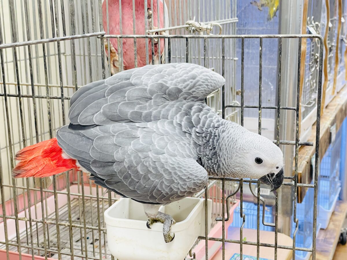 ヨウム