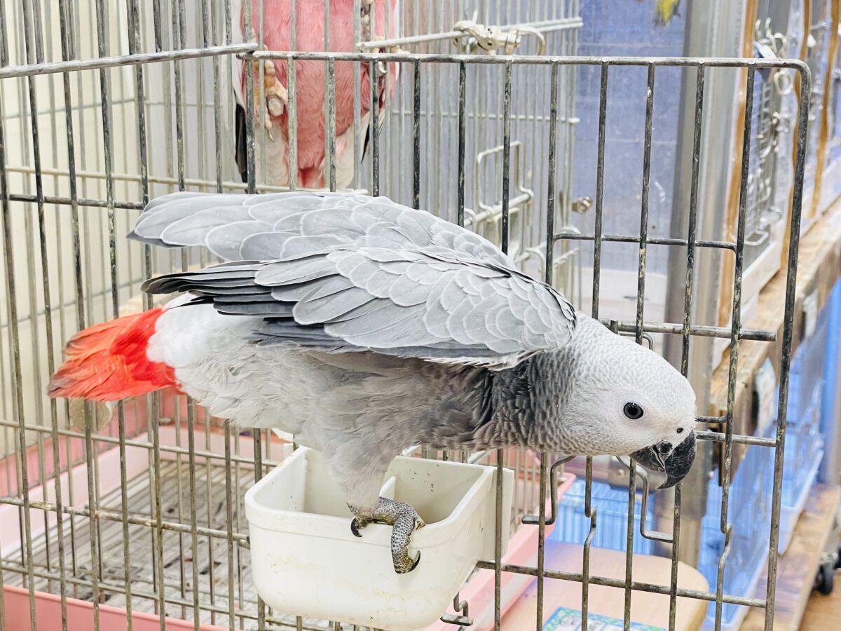 ヨウム