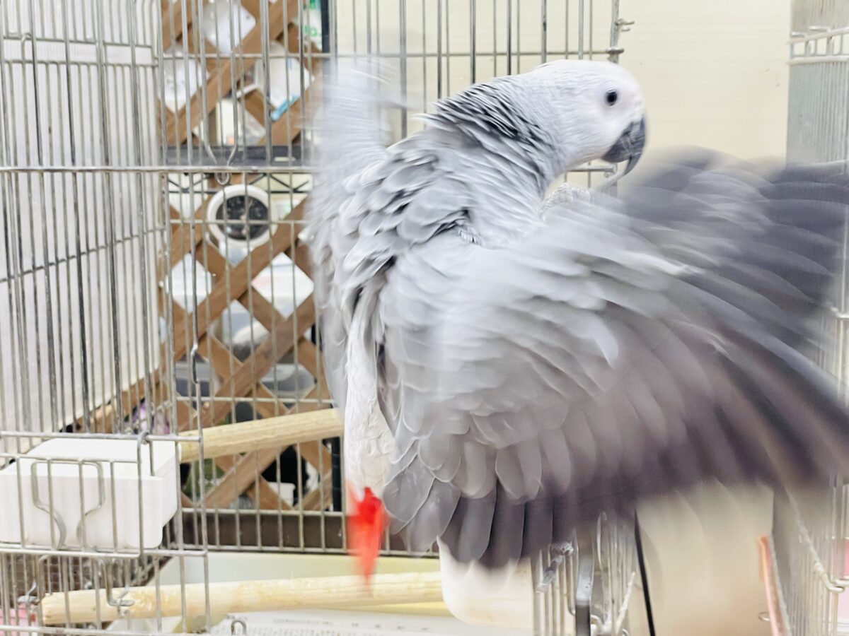 ヨウム