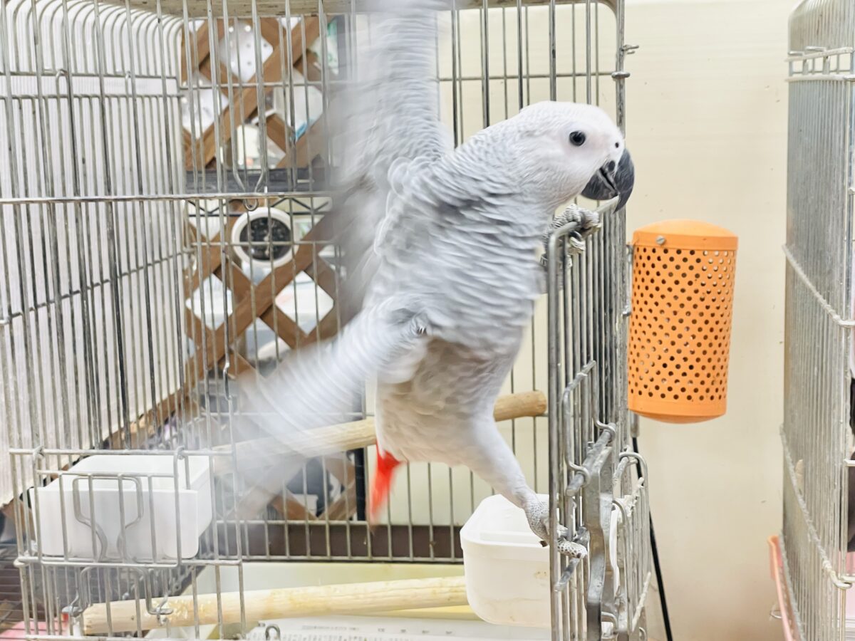 ヨウム