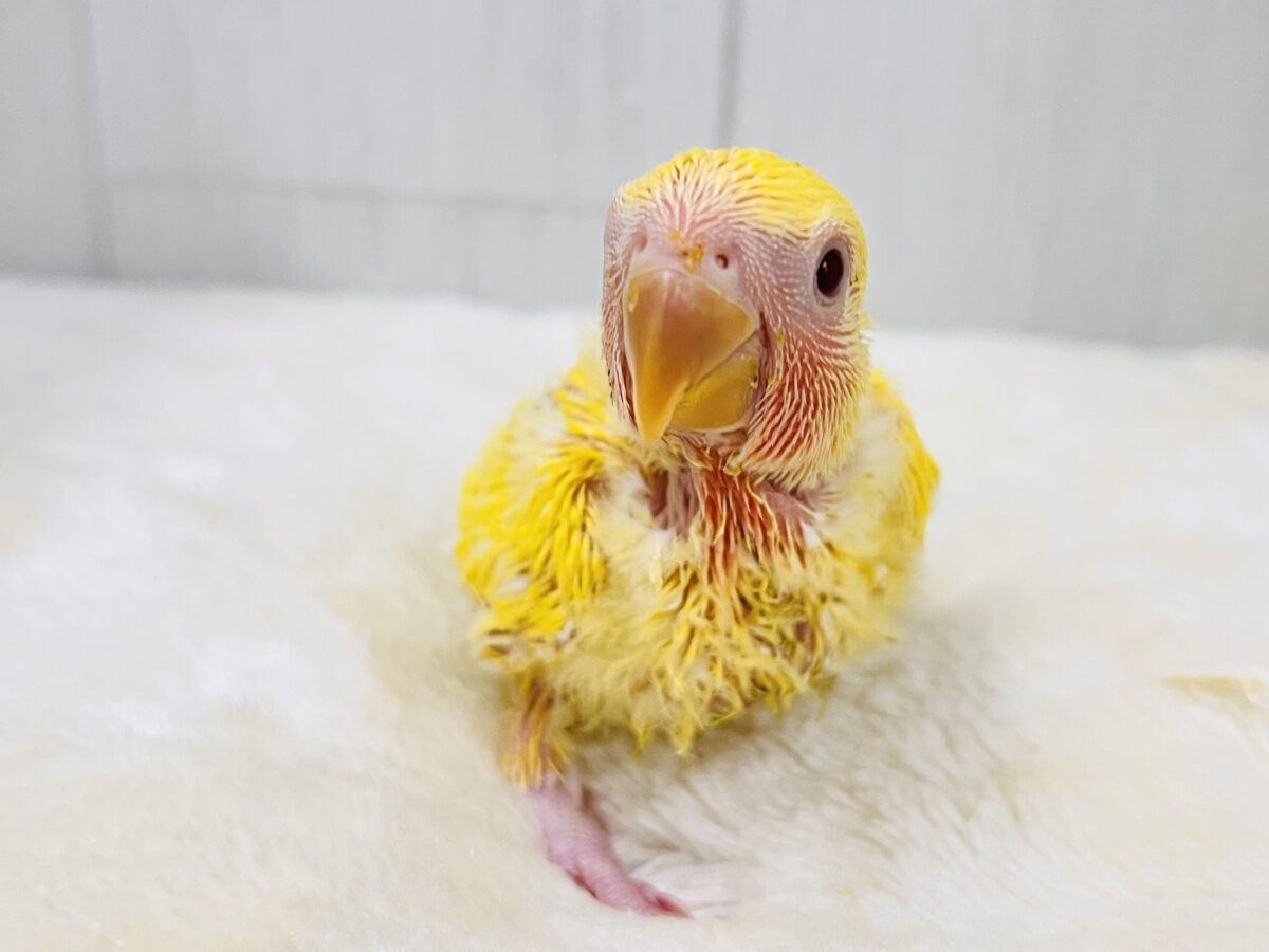 コザクラインコ（小桜インコ）