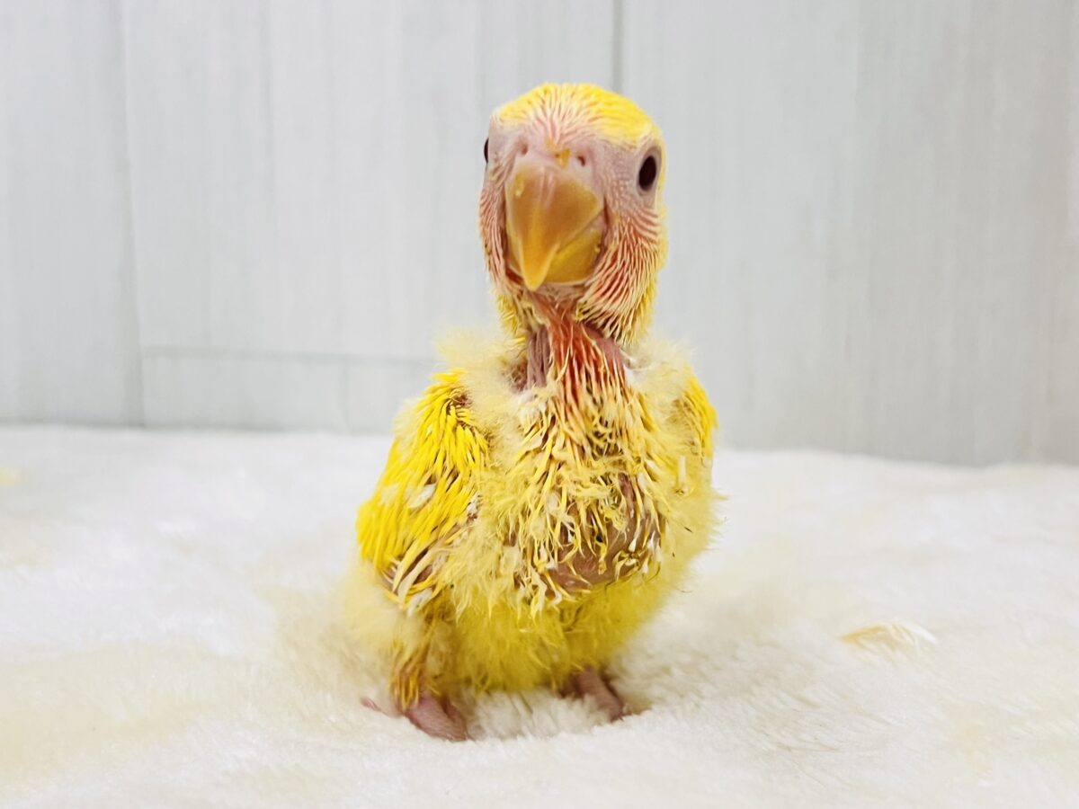 コザクラインコ（小桜インコ）
