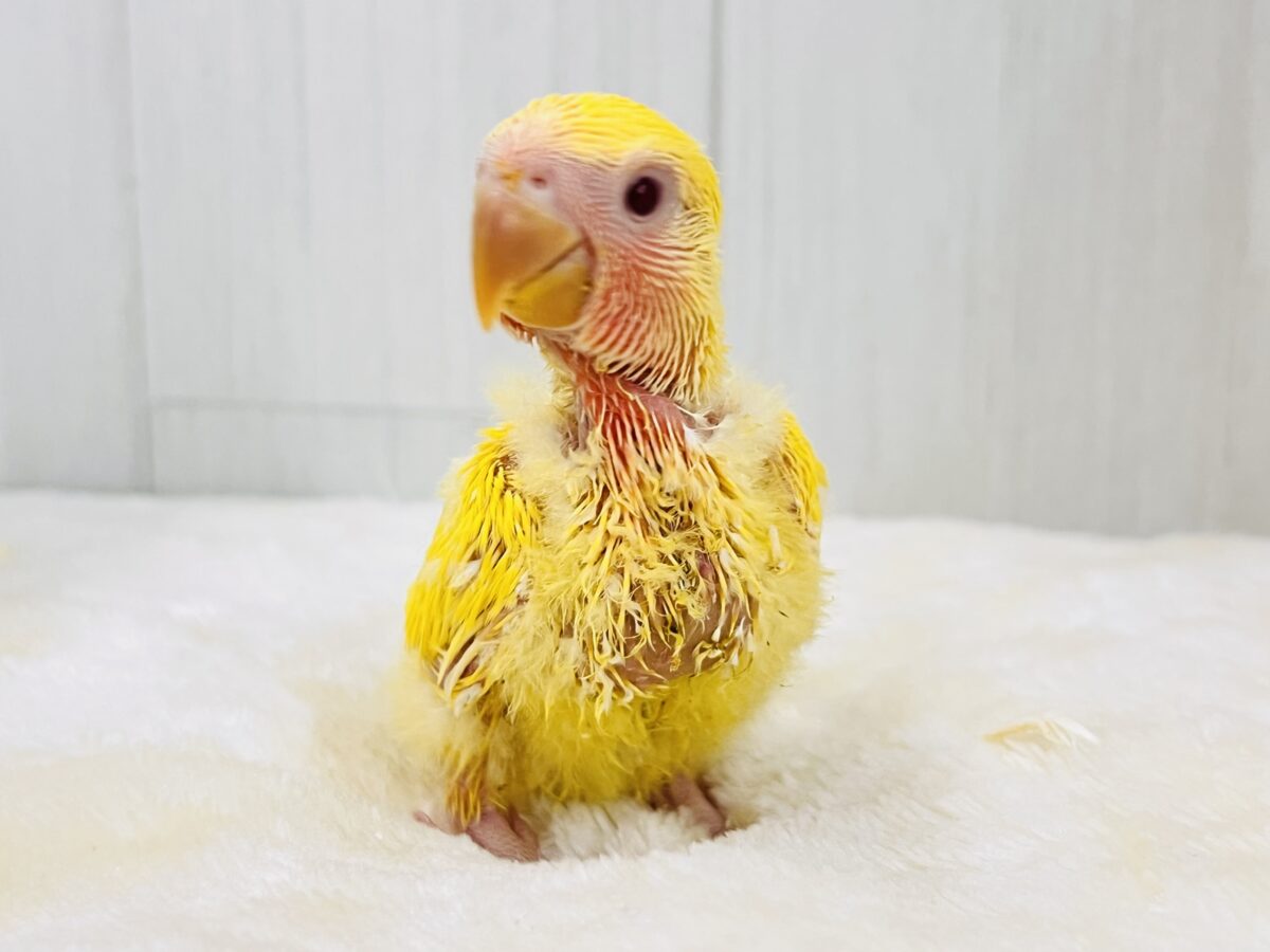 コザクラインコ（小桜インコ）