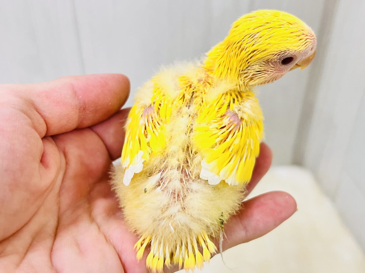 コザクラインコ（小桜インコ）
