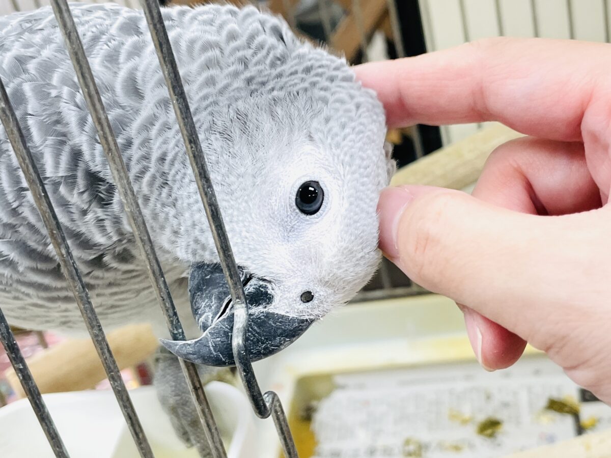 ヨウム