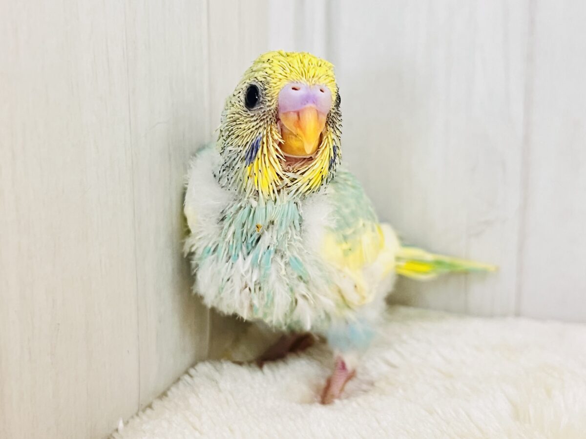 セキセイインコ
