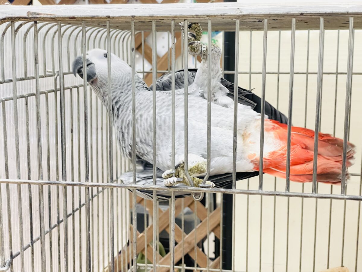 ヨウム