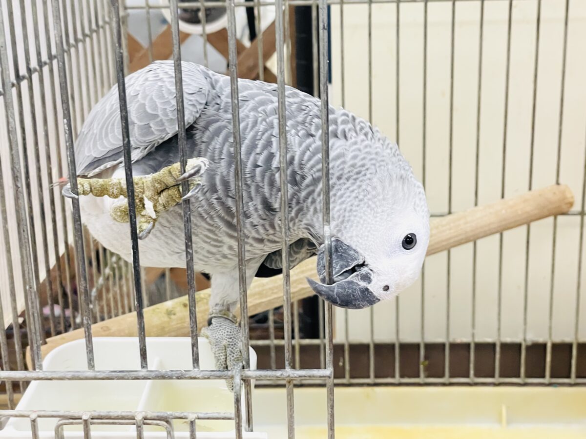 ヨウム