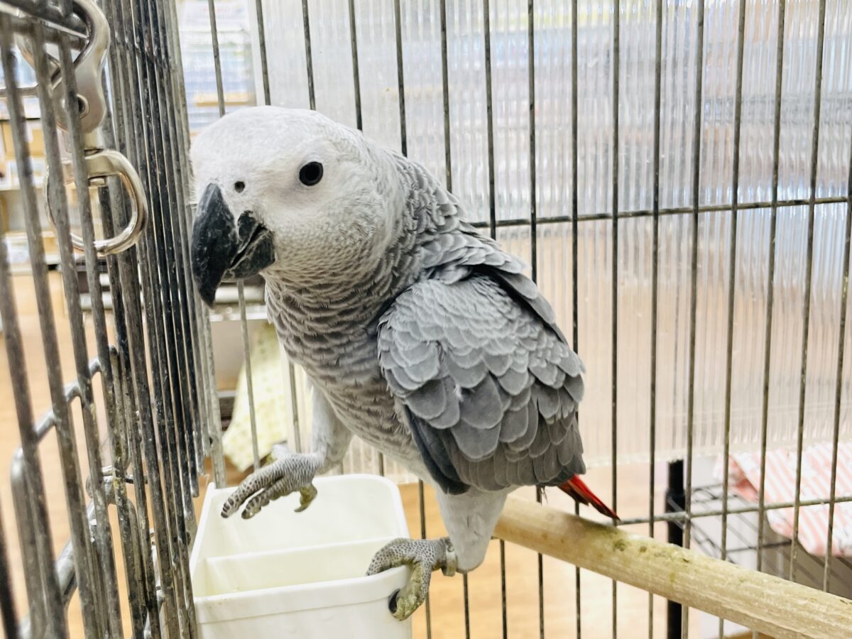 ヨウム