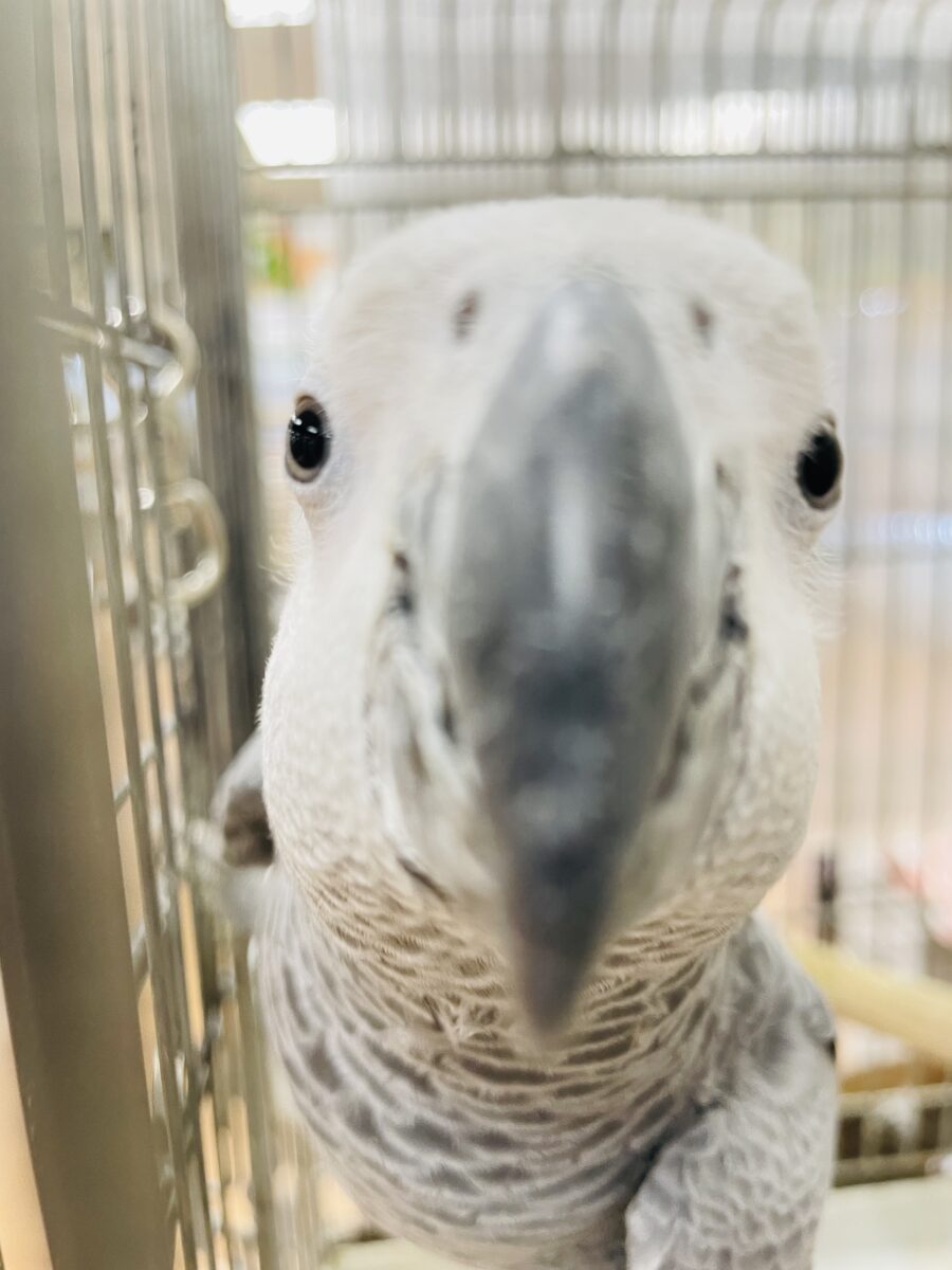 ヨウム