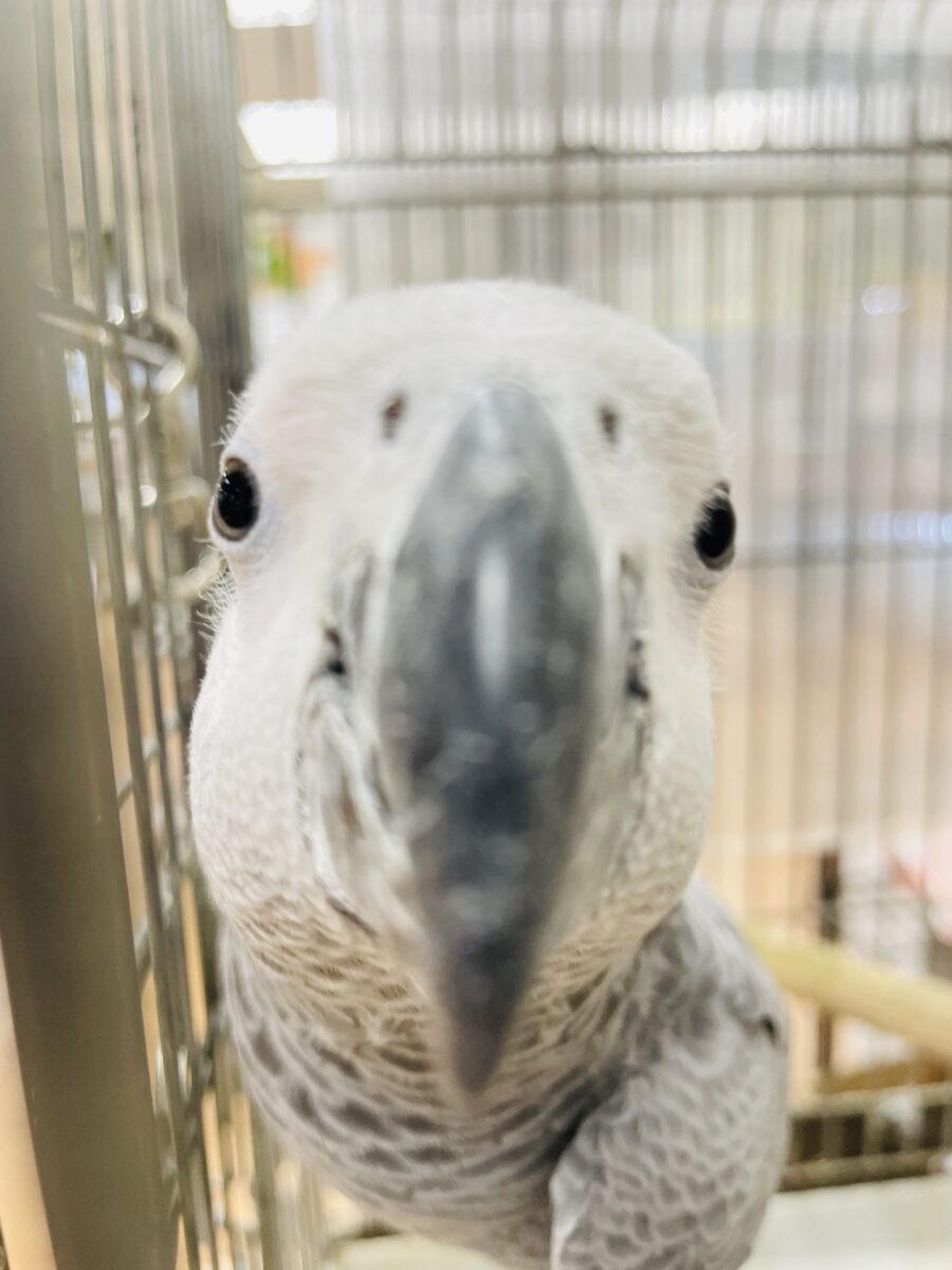 ヨウム