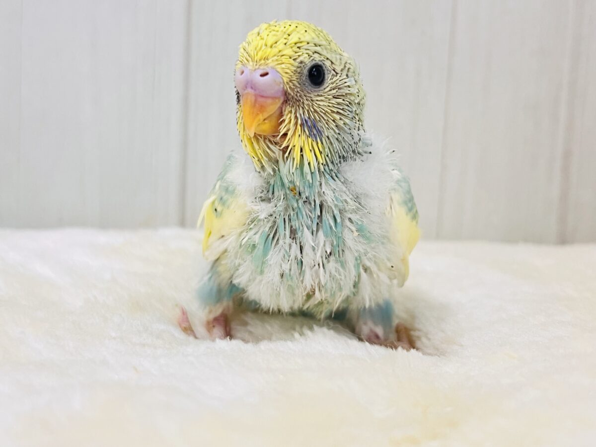 セキセイインコ