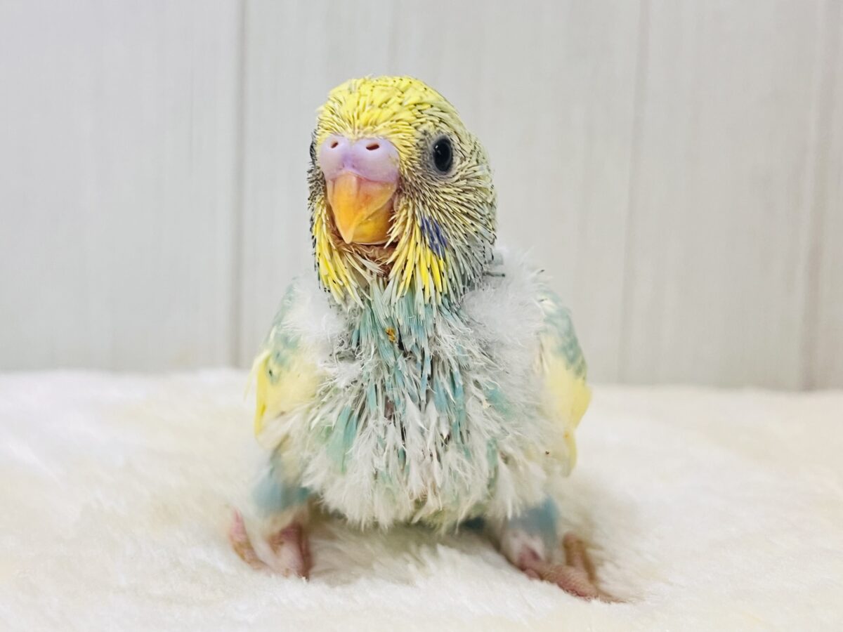 メロンソーダにアイス乗せちゃう？セキセイインコのパステルレインボーパイド🍹🍨