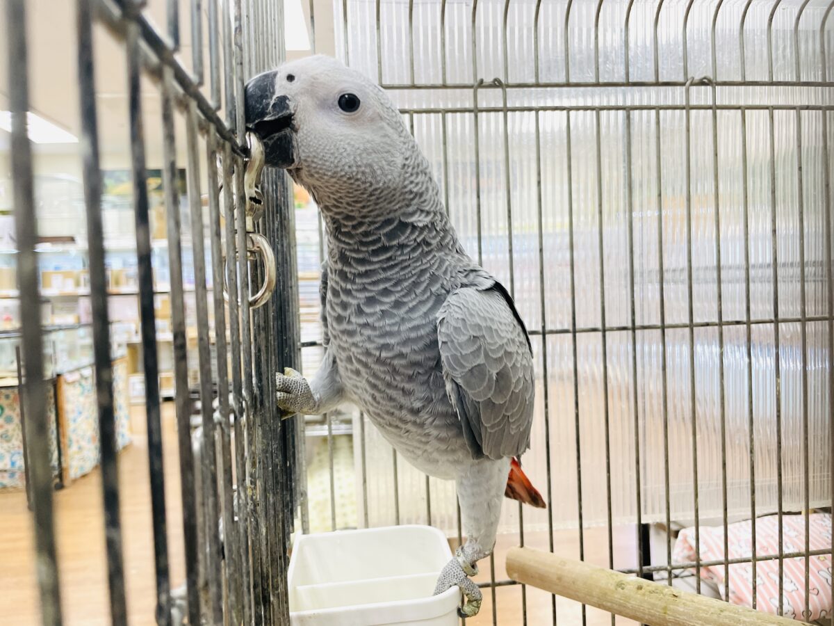 ヨウム