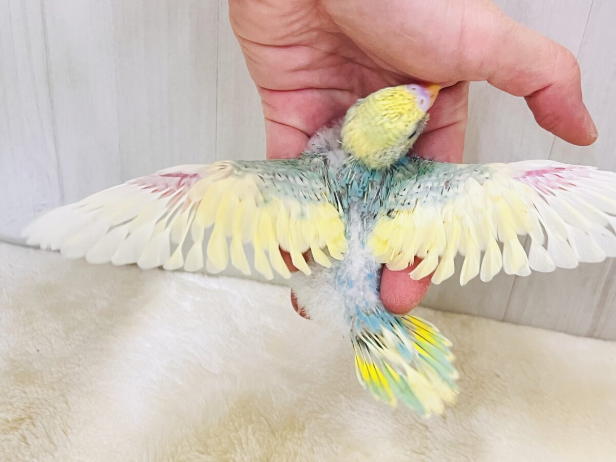セキセイインコ