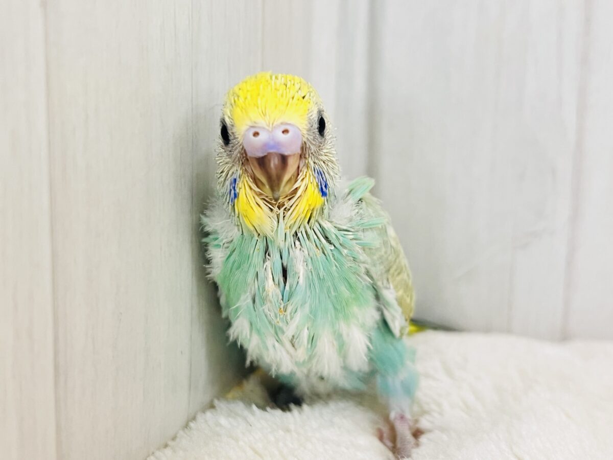 セキセイインコ