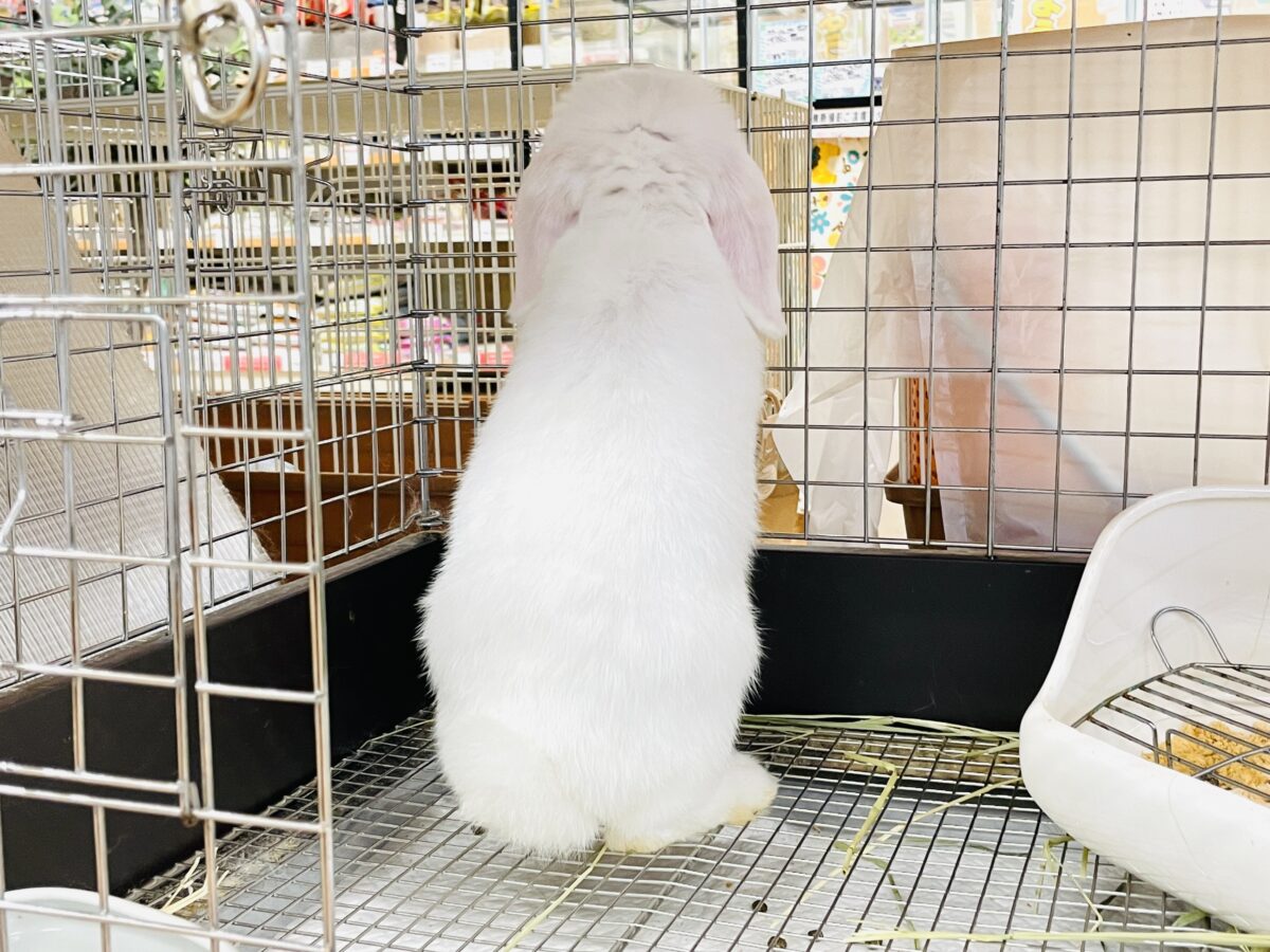 【最新画像】まっしろ天使ちゃん降臨🤍ロップイヤーラビット ロップイヤーラビット