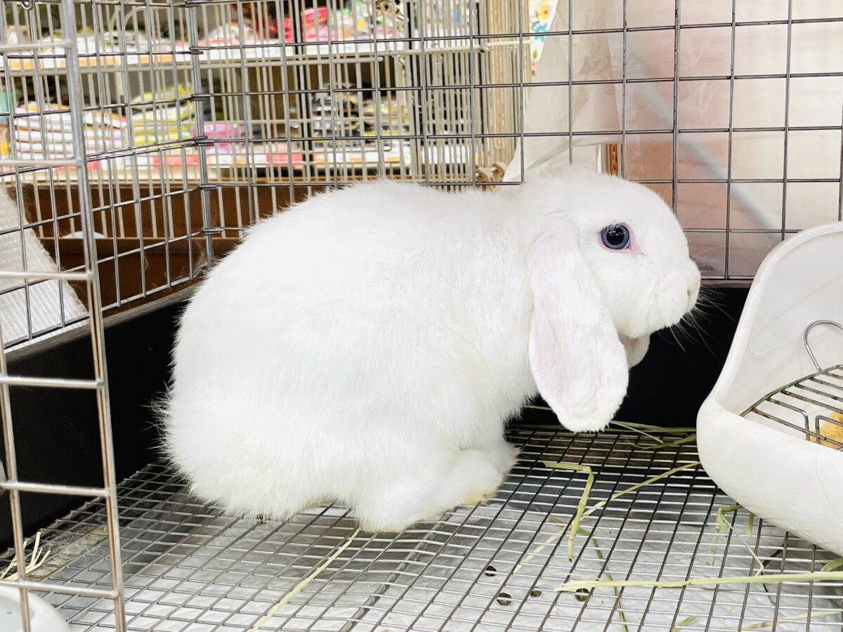 【最新画像】まっしろ天使ちゃん降臨🤍ロップイヤーラビット ロップイヤーラビット