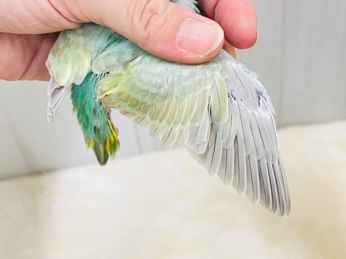 セキセイインコ