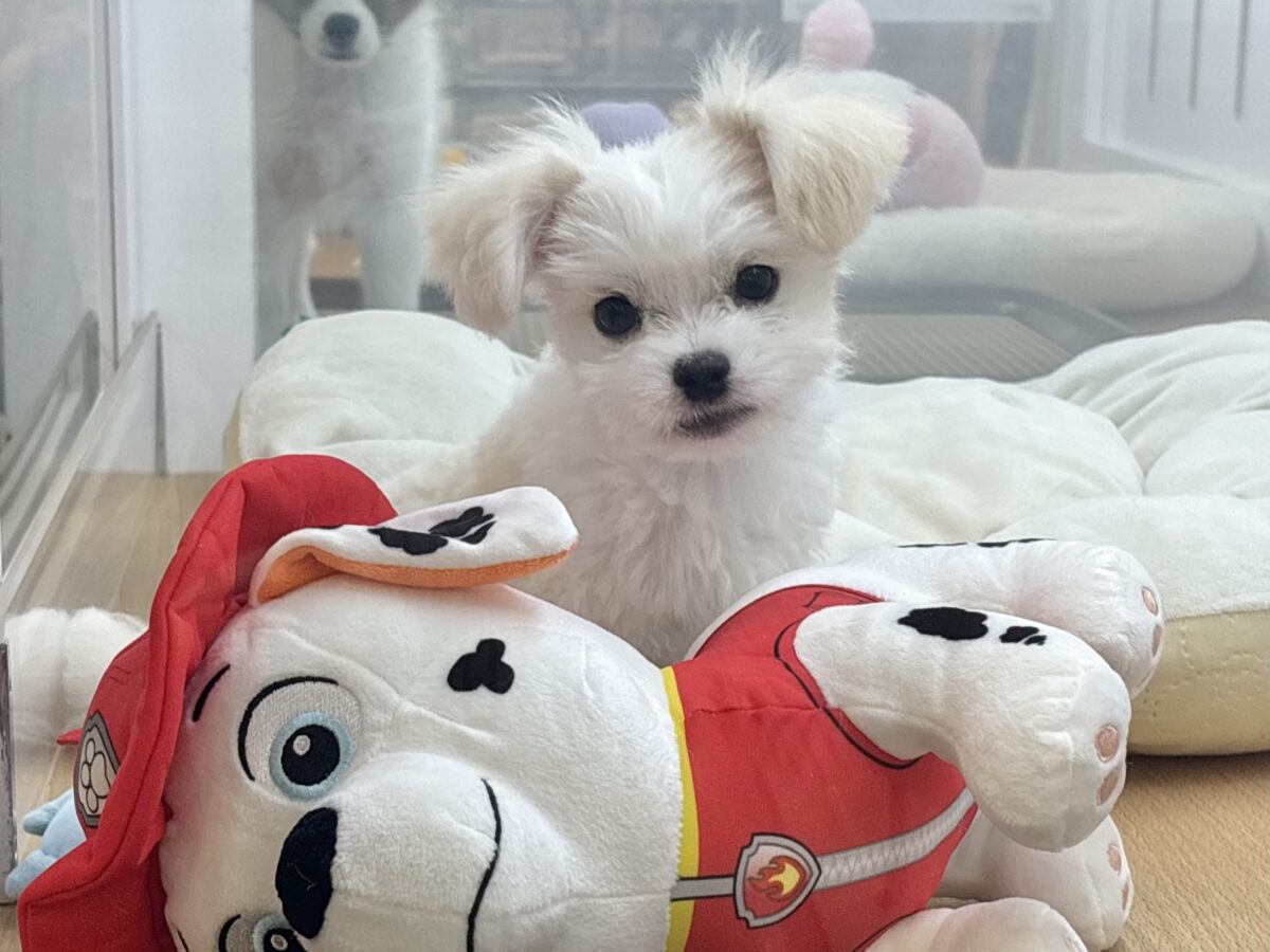 チワマル（マルチワ）