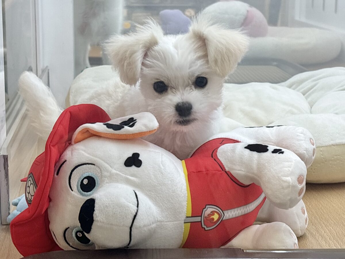 チワマル（マルチワ）