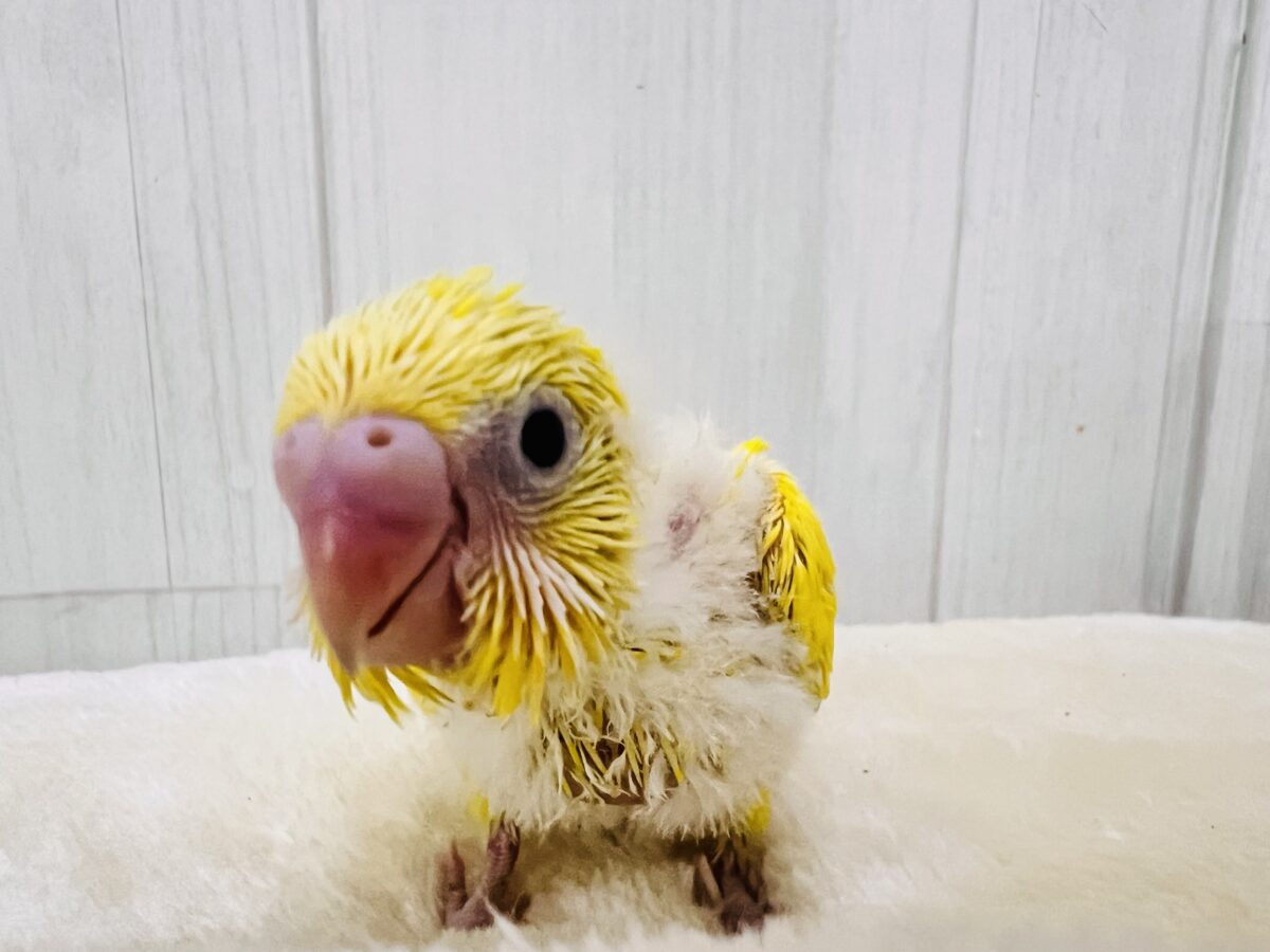 セキセイインコ