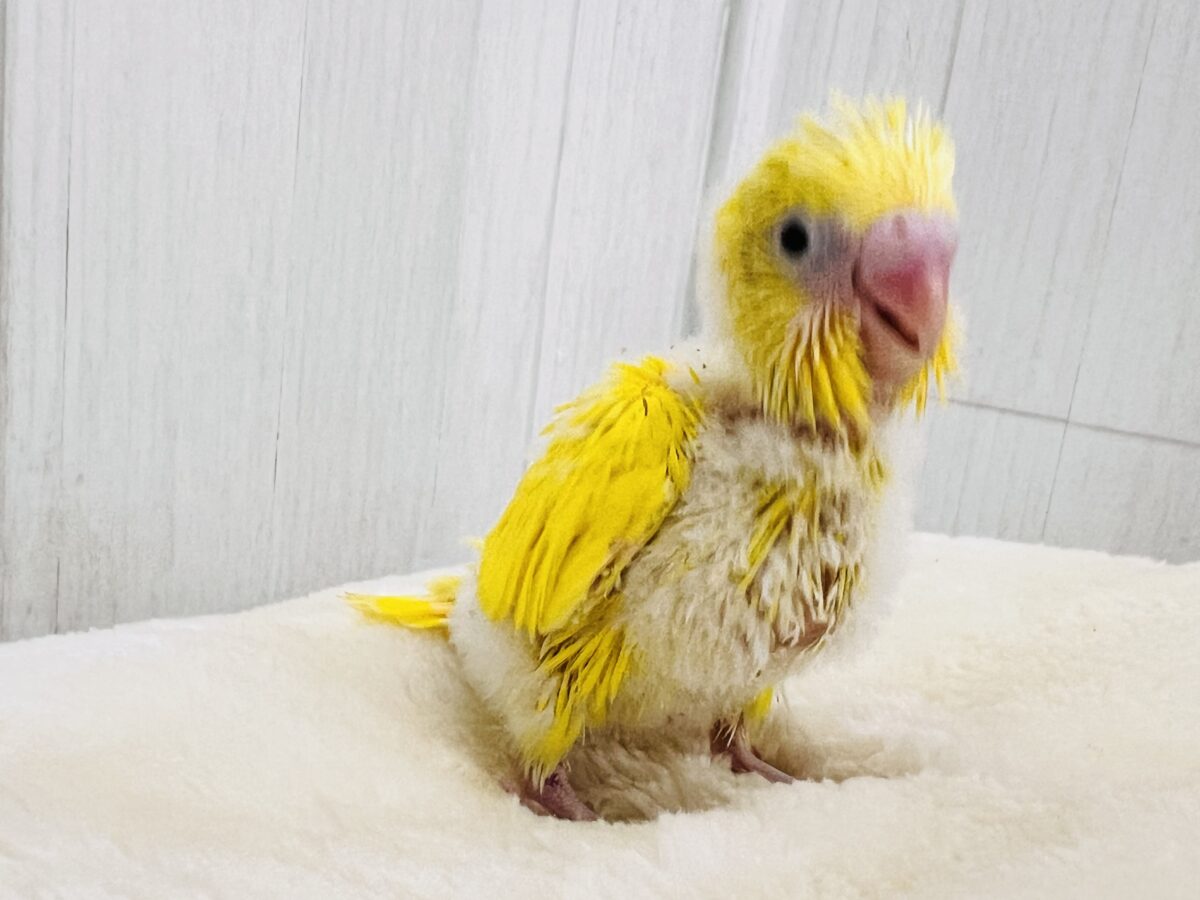 セキセイインコ