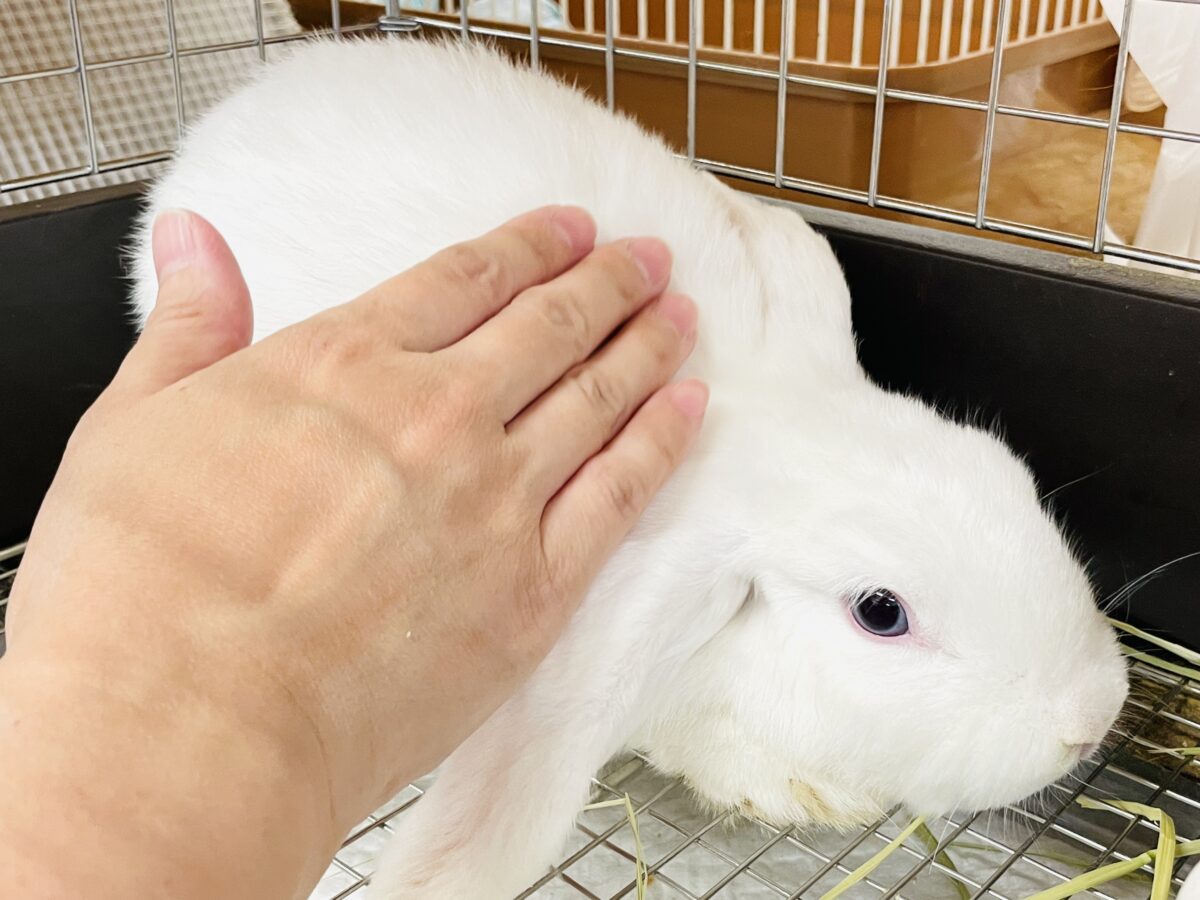 【最新画像】まっしろ天使ちゃん降臨🤍ロップイヤーラビット ロップイヤーラビット
