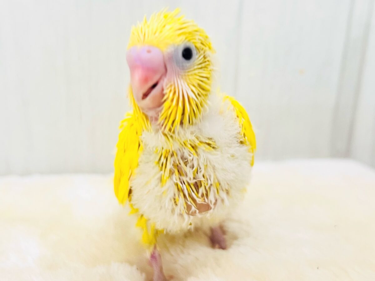 しっとり卵焼き💛黒いお目目がパチクリピー✨セキセイインコのＷファクターイエロー🥚