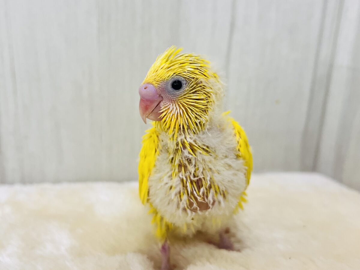 セキセイインコ