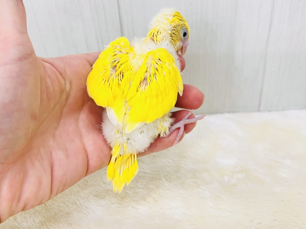 セキセイインコ