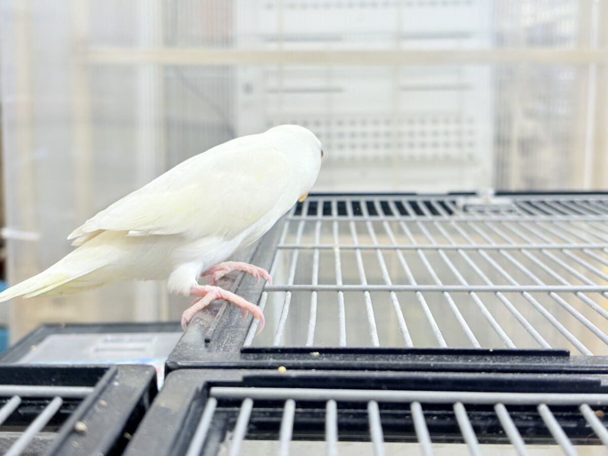 コザクラインコ（小桜インコ）