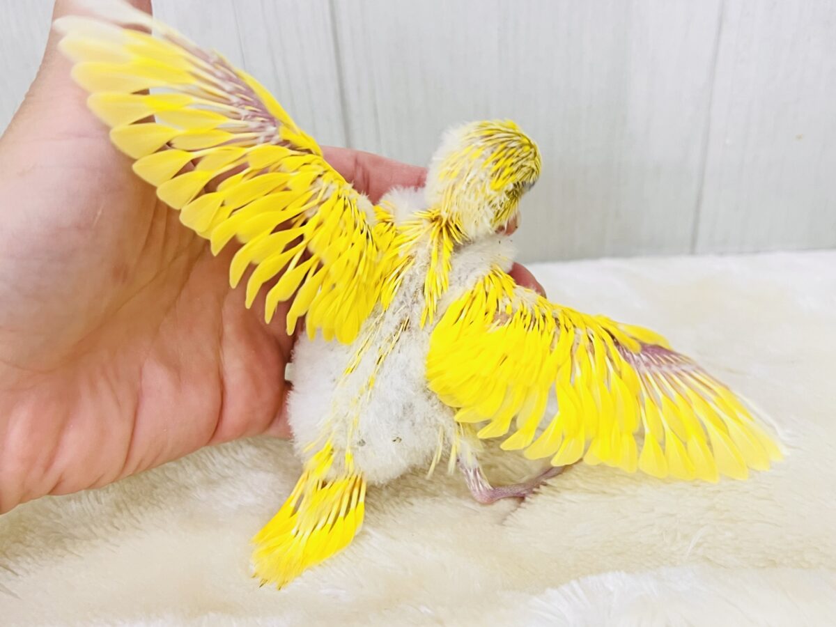 セキセイインコ