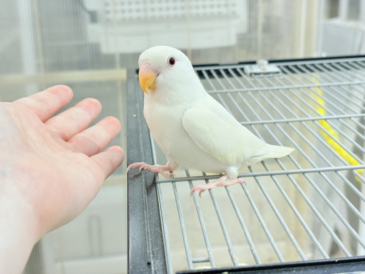 コザクラインコ（小桜インコ）