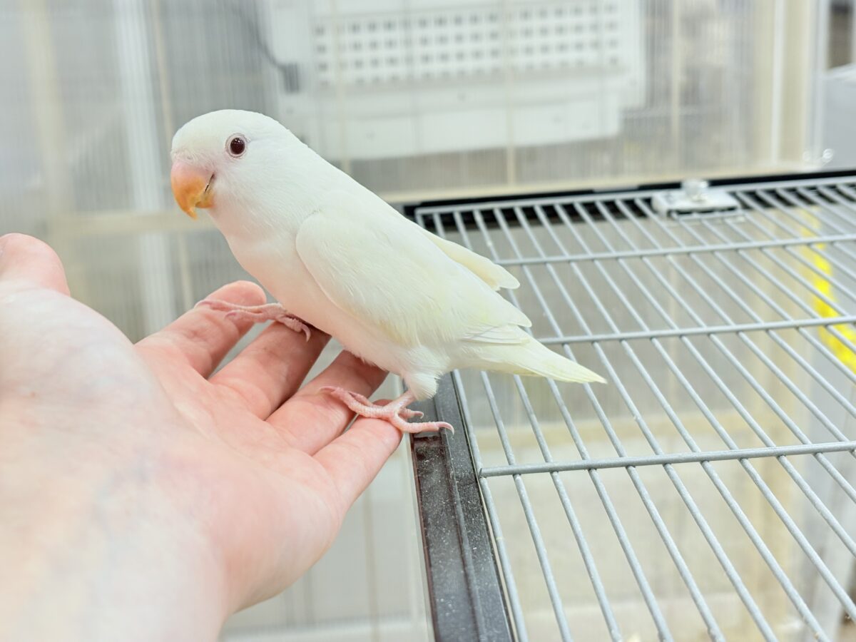 コザクラインコ（小桜インコ）