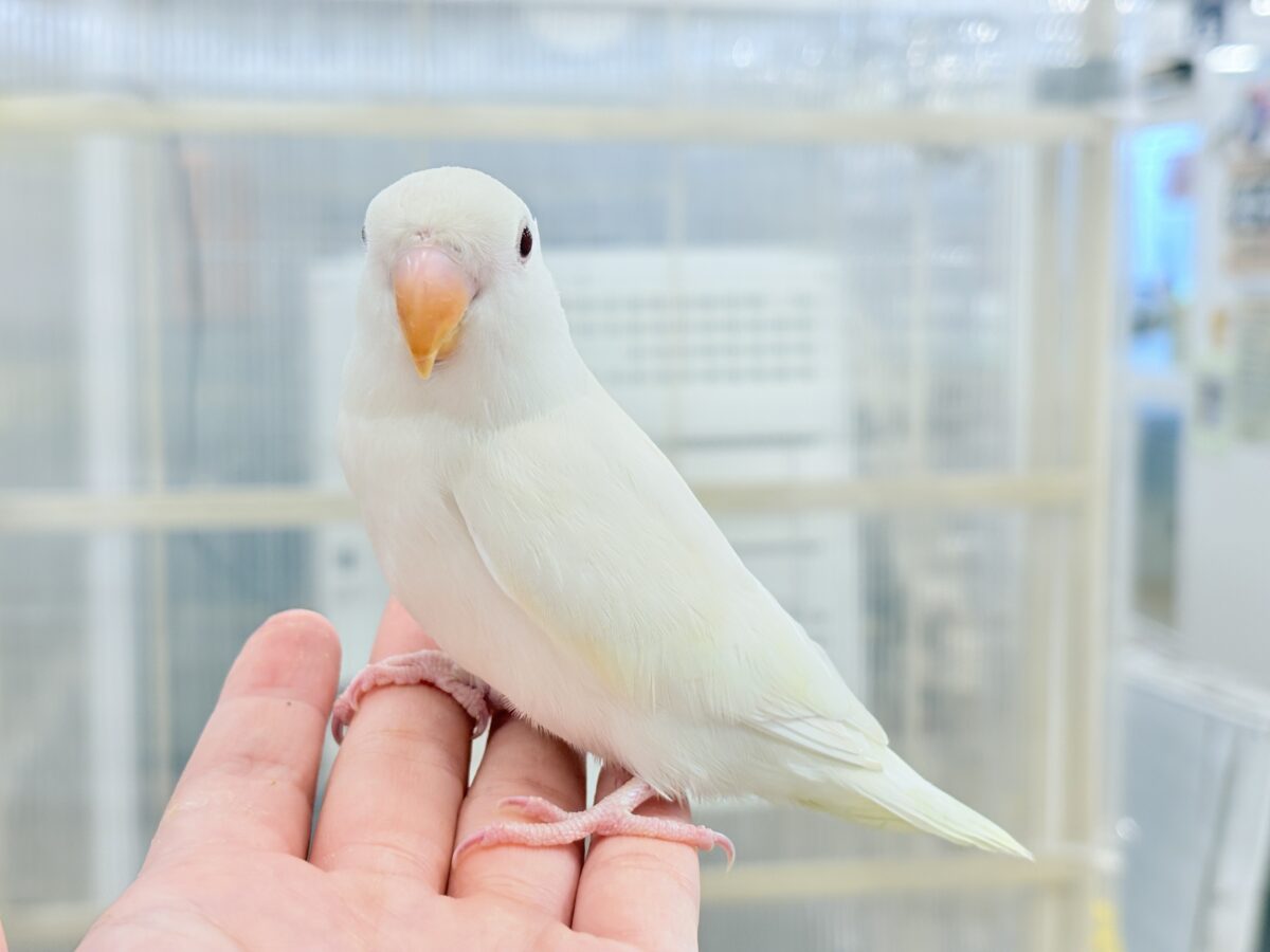 コザクラインコ（小桜インコ）