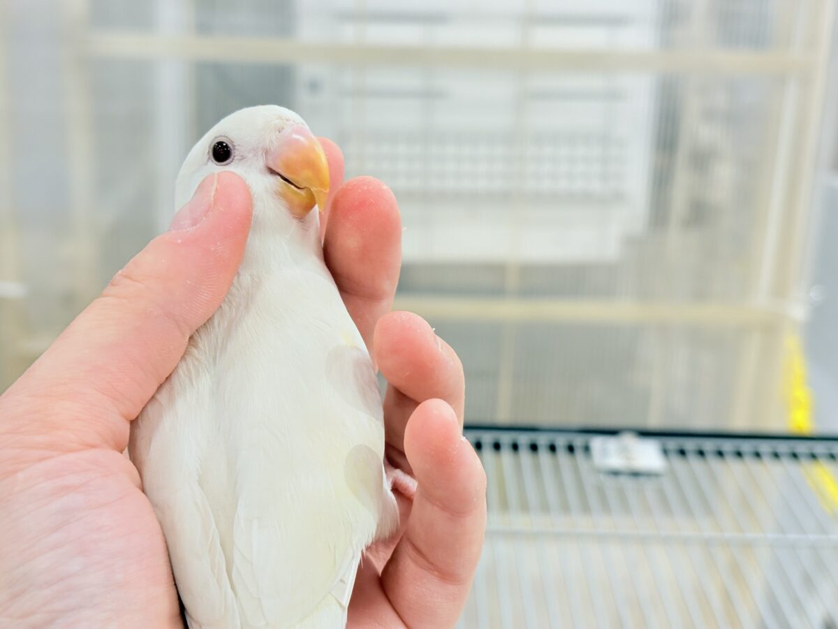 コザクラインコ（小桜インコ）