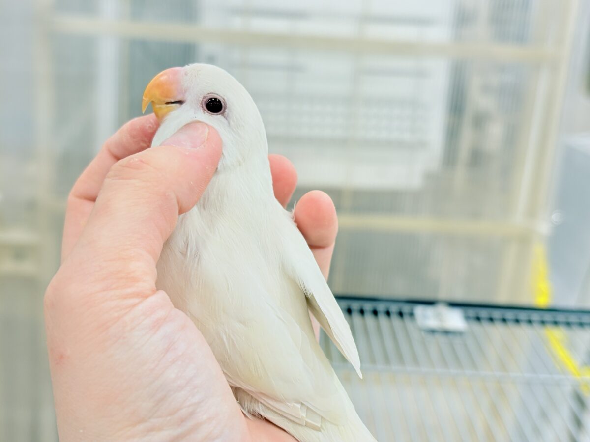 コザクラインコ（小桜インコ）