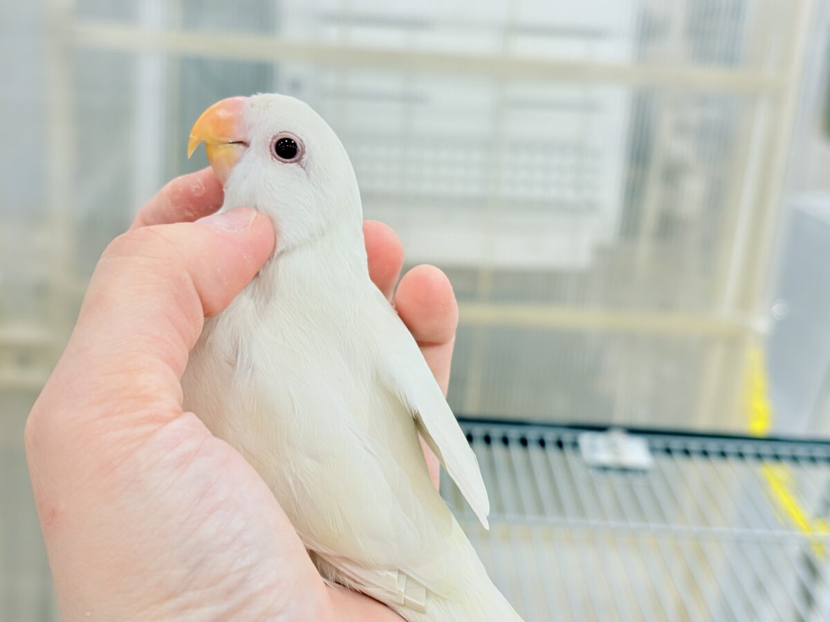 コザクラインコ（小桜インコ）