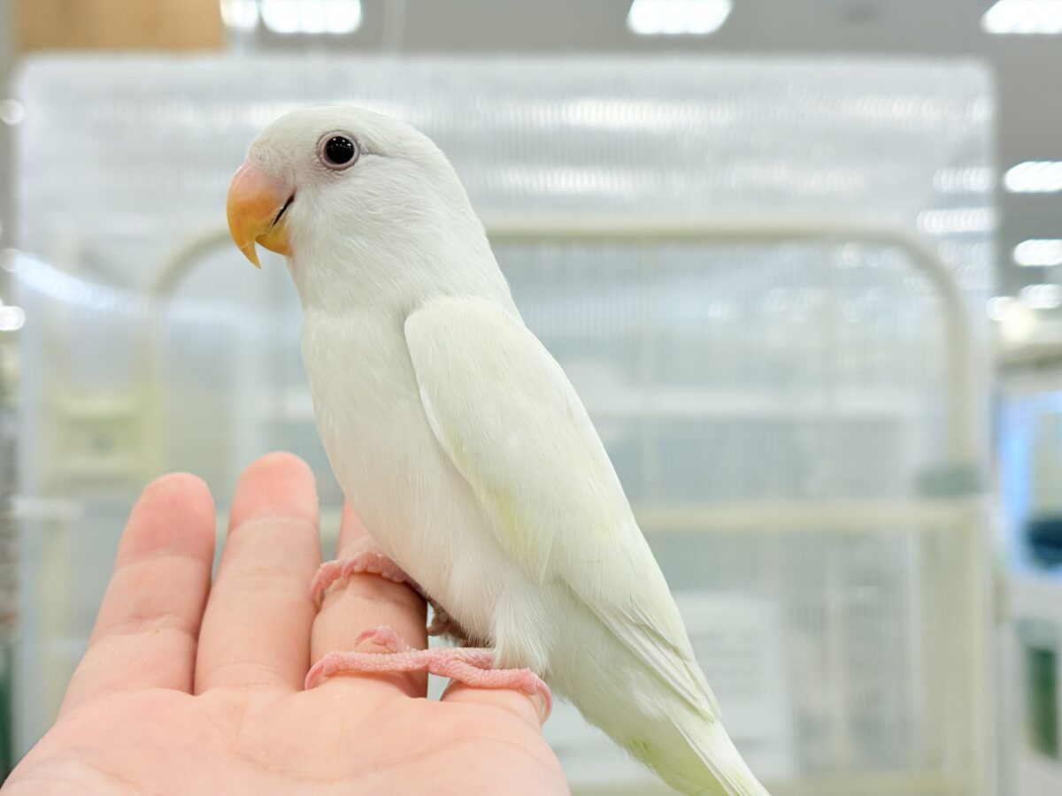 コザクラインコ（小桜インコ）