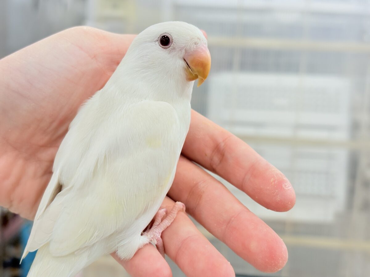 コザクラインコ（小桜インコ）