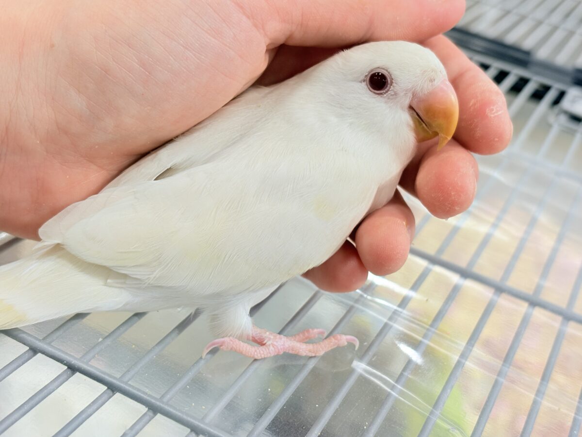 コザクラインコ（小桜インコ）