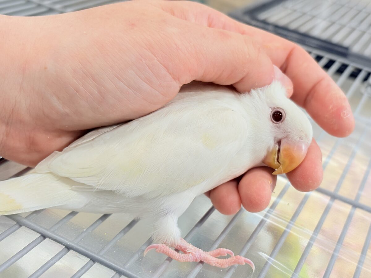 コザクラインコ（小桜インコ）