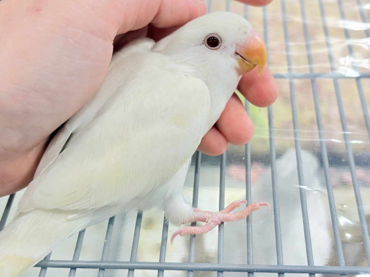 コザクラインコ（小桜インコ）