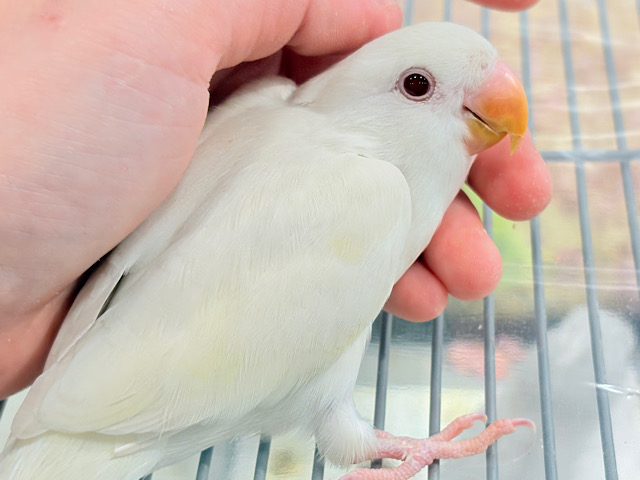【最新画像更新🪄ひとり餌になりました‪☆】ほんのりふんわり感じるレモン🐣🍋コザクラインコ(クリームイノ) ヒナ