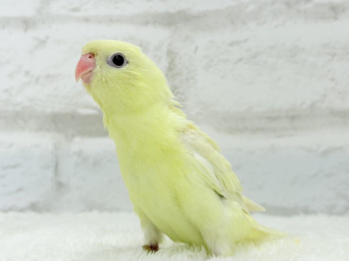 サザナミインコ