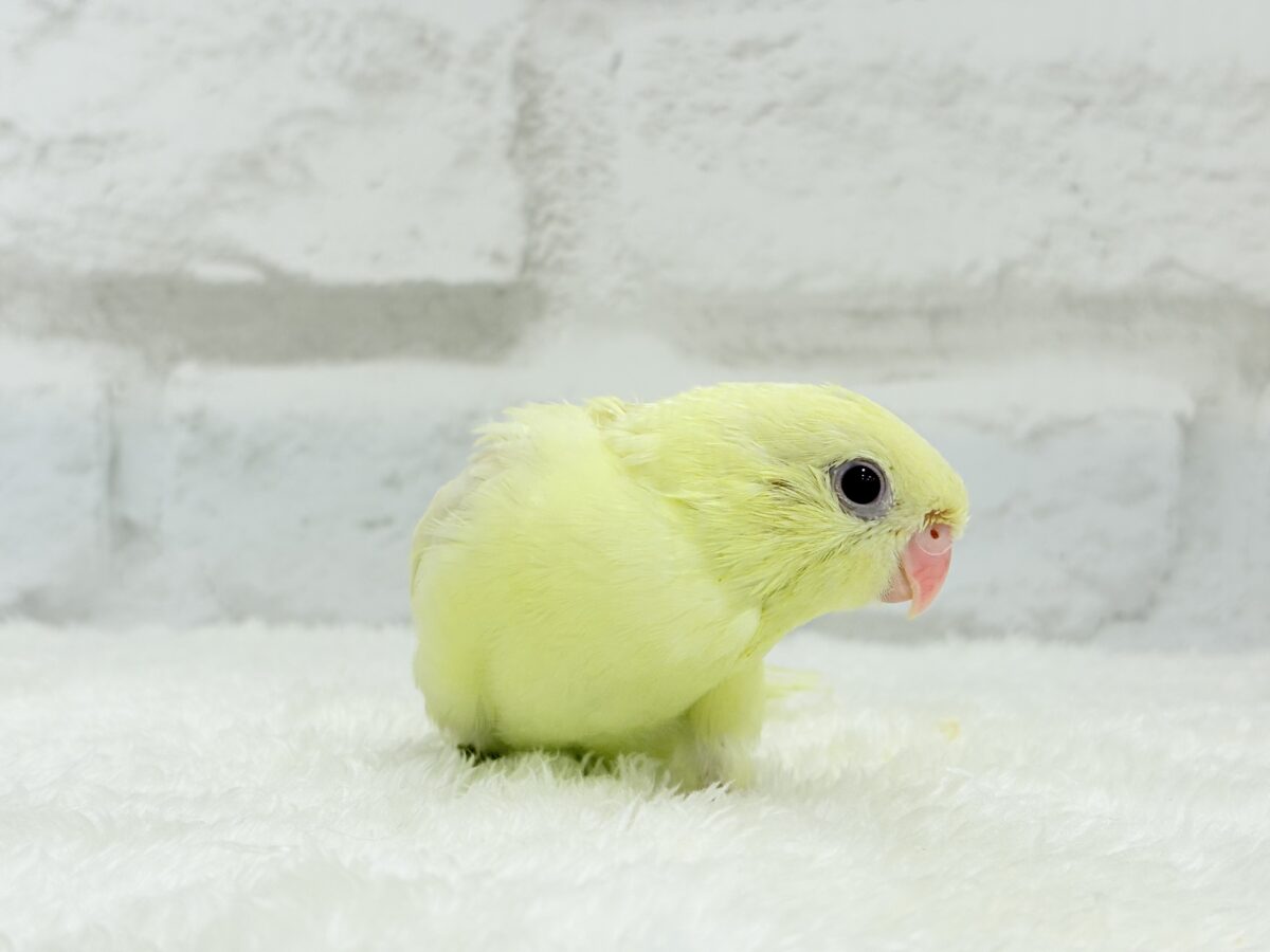 サザナミインコ